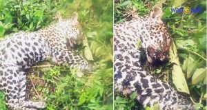 berita pati hari ini macan tutul gunung muria