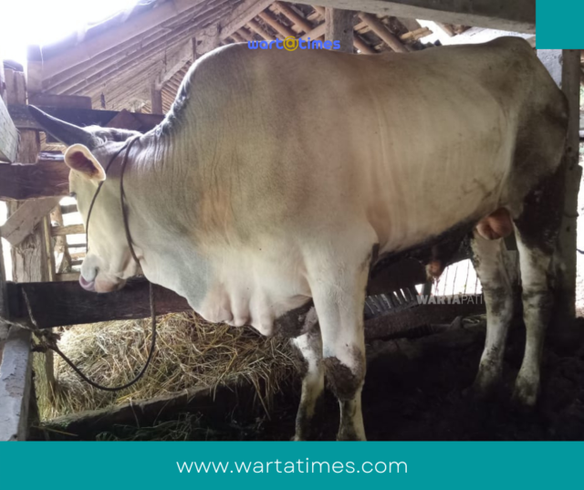 Ganjar Menyerahkan sapi kurban berjenis metal dengan berat 530 kilogram. Rencananya, sapi itu disembelih di Masjid Nurul Huda desa setempat.jambrong/wartatimes