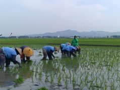 Antisipasi Kemarau Panjang, Petani di Pati Beralih ke Varietas Padi Umur Pendek