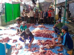 Sapi Kurban Presiden Prabowo di Pati Hasilkan 350 Kg Daging, Warga Kebagian Lebih 1 Kg