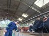 Jelang Iduladha, Sapi Limosin dan Simmental Masih Jadi Primadona untuk Kurban