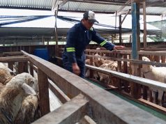 Populasi Ternak di Pati Turun 50 Persen, Pasokan Hewan Kurban Tetap Aman