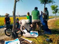 Produksi Padi MT 2 di Pati Turun hingga 20 Persen