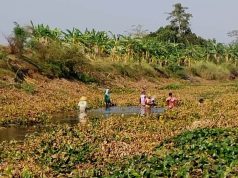 Air Waduk Kedung Ombo Mulai Masuk Pati, Petani Gotong Royong Bersihkan Sungai Juwana